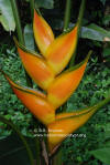 Heliconia stricta 'Dorado Gold PR'